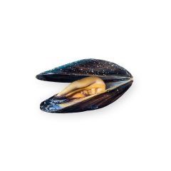 Kagyló kék héjas 50/80