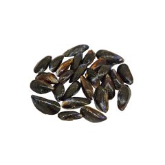 Kagyló fekete héjas 60/80 g/db