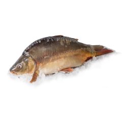 Pontytörzs fejjel és farokkal